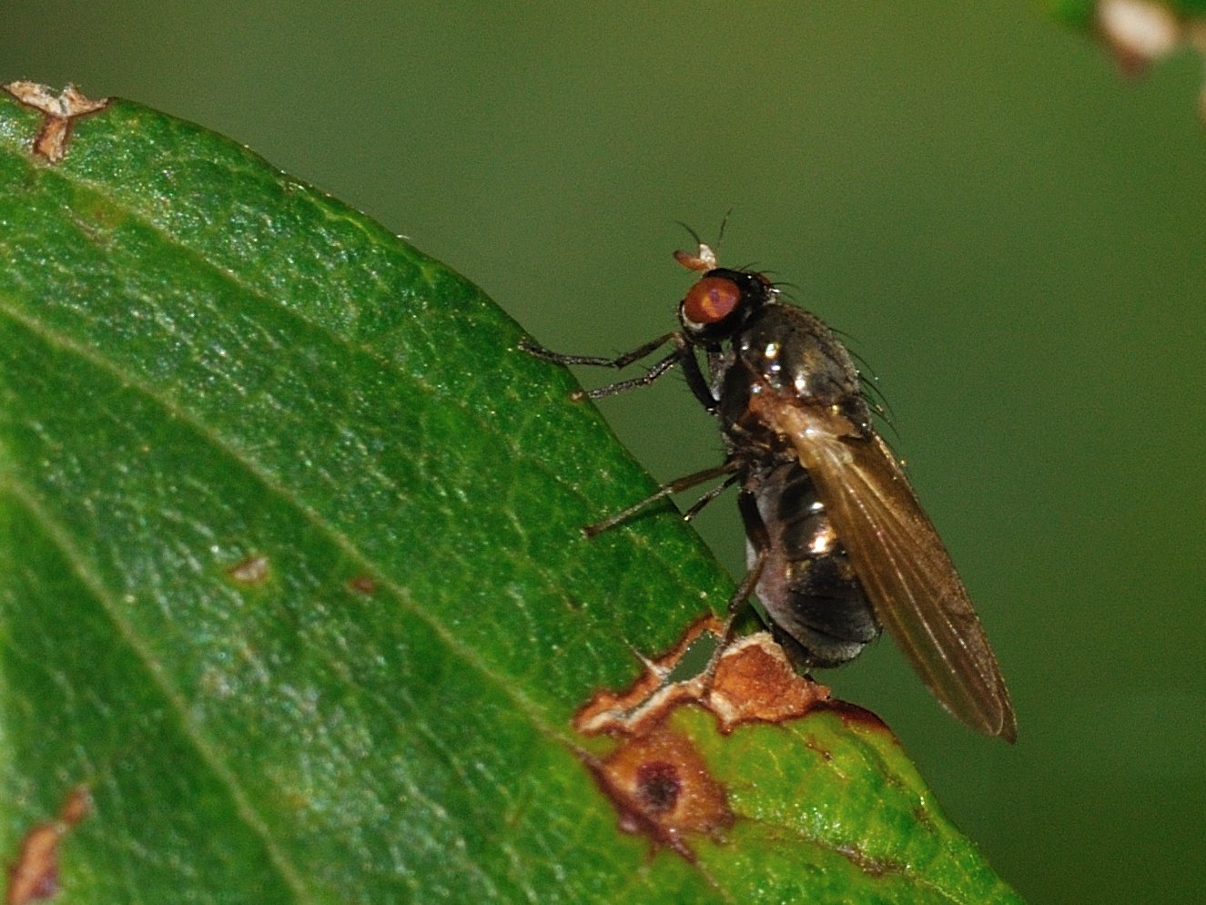 ID Diptera n.2